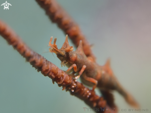 A Miropandalus hardingi | Dragon Shrimp