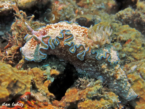 A Glossodoris cincta | nudibranch