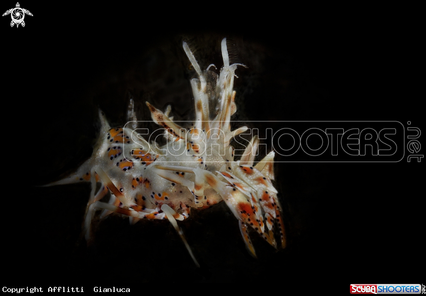 A tiger shrimp