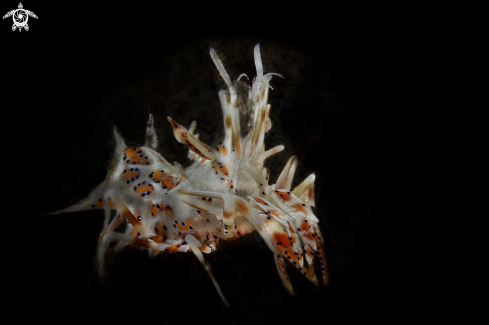 A Penaeus monodon | tiger shrimp