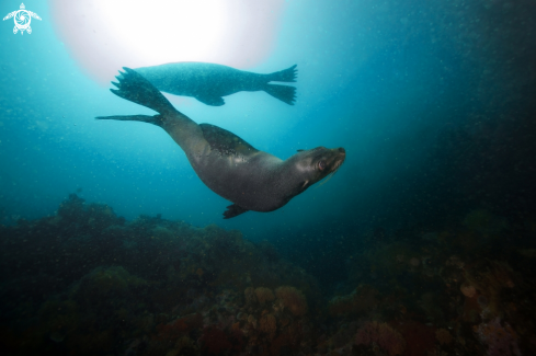 A Eumetopias jubatus | sea ​​lions