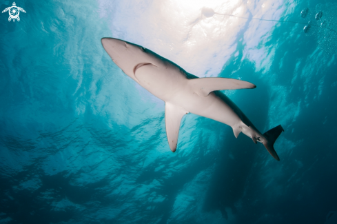 A Prionace glauca | blue shark