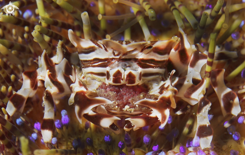 A Zebrida adamsii | granchio zebra