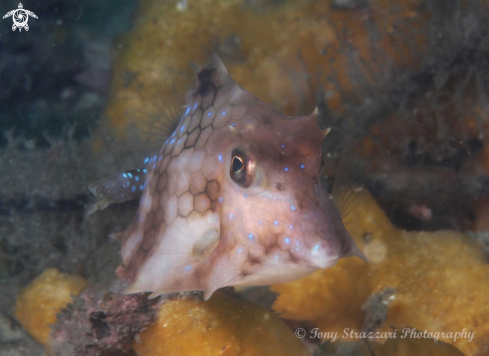 A Tetrosomus concatenatus | Turretfish