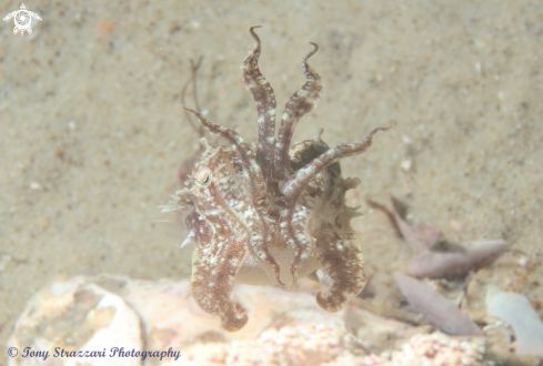 A Mourning cuttle