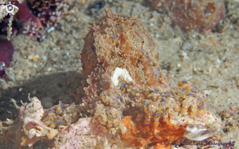 A Hapalochlaena fasciata  | Blue-lined octopus