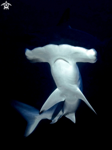 A hammerhead shark