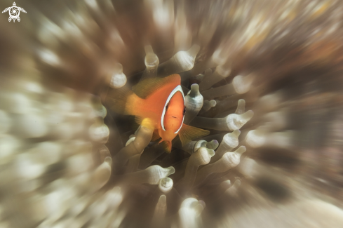 A Amphiprion percula | clownfish