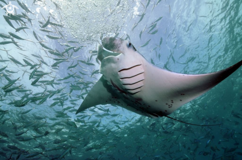 A Manta birostris | Manta Ray