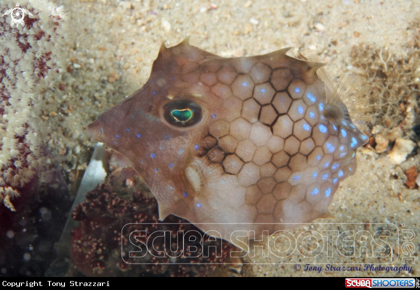 A Turretfish