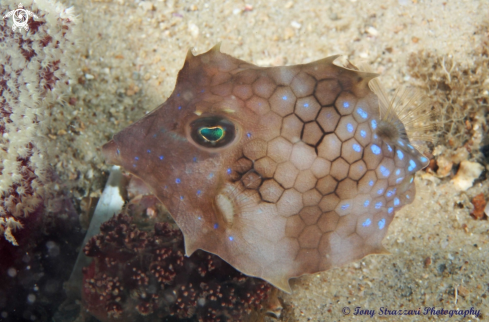 A Tetrosomus concatenatus | Turretfish