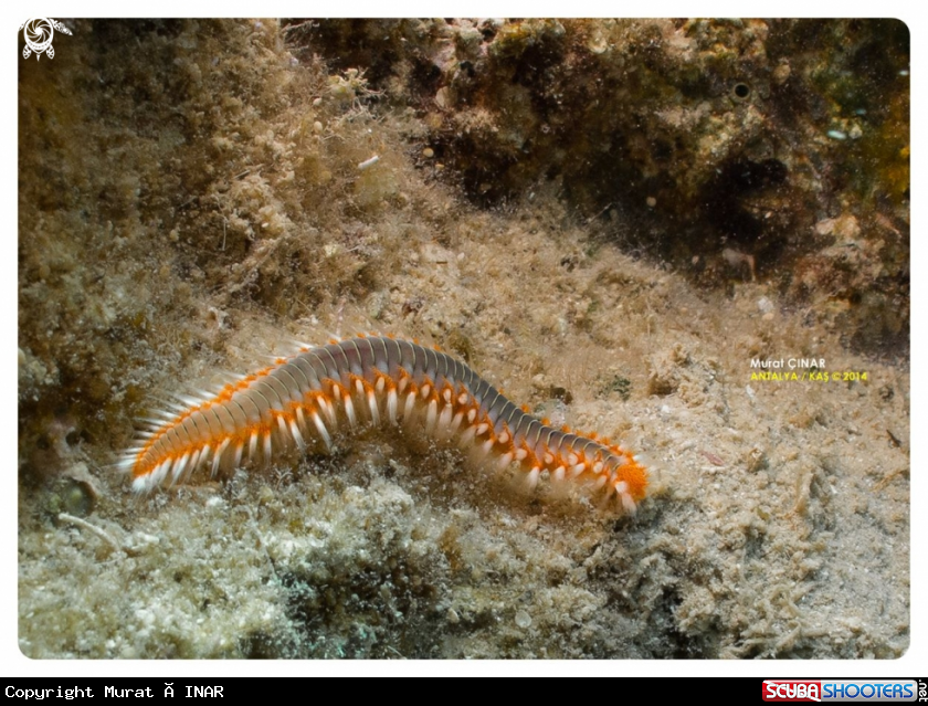 A sea ​​centipede