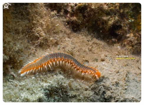 A sea ​​centipede