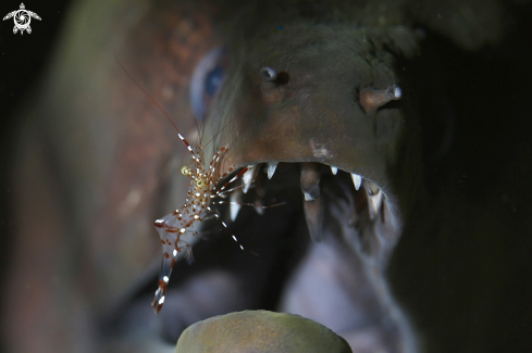 A cleaner shrimp