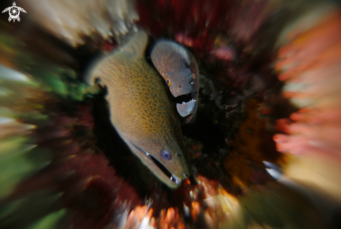 A Gymnothorax thyrsoideus | morays