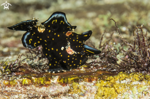 A Clown Frogfish spotted