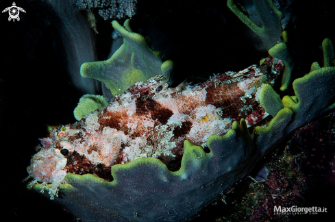 A skorpion fish