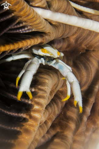 A crinoid squat lobster