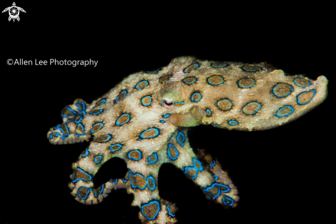 A Hapalochlaena maculosa | Blue-ringed Octopus