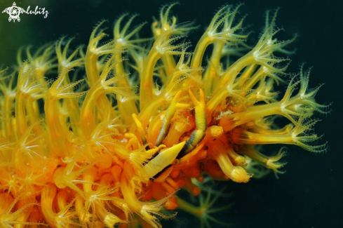 A Allogalathea Elegans | Crinoid Squat Lobster