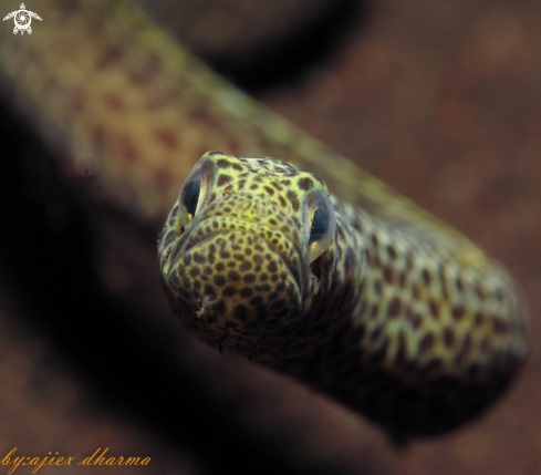 A garden eel 