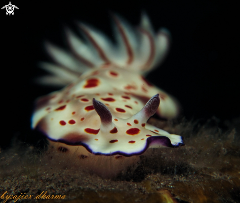 A hypselodoris pulchella  | hypselodoris 