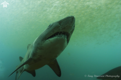 A Carcharias taurus | Grey Nurse Shark (Sand Tiger, Ragged Tooth)