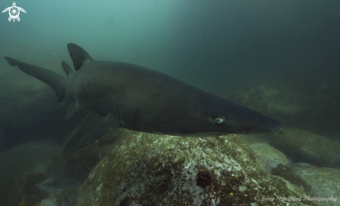 A Carcharias taurus | Grey Nurse Shark (Sand Tiger, Ragged Tooth)