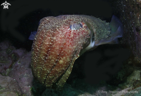 A Sepia apama | Giant cuttle