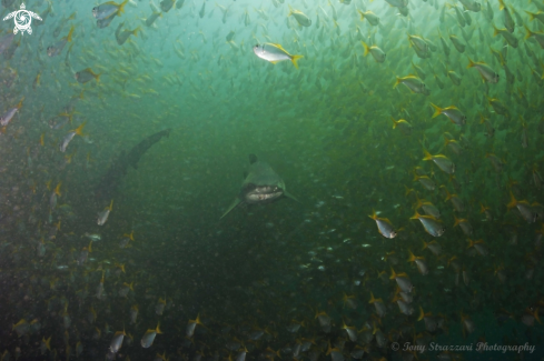 A Carcharias taurus | Grey Nurse Shark (Sand Tiger, Ragged Tooth)