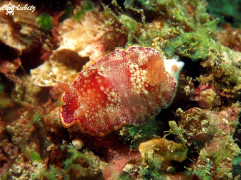 A nudibranch