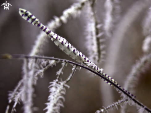 A Banded Tozeuma Shrimp