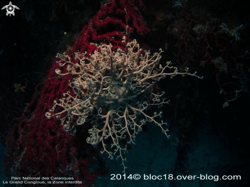 A astrospartus mediterraneus | basket star