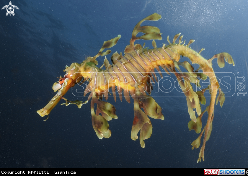 A leafy sea dragon 