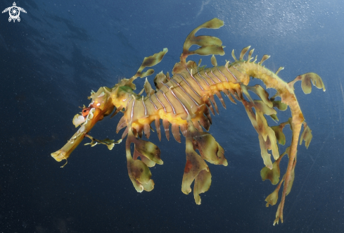 A leafy sea dragon 