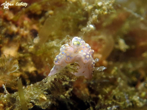 A nudibranch