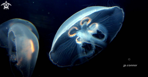 A Aurelia aurita | Méduse Bleue