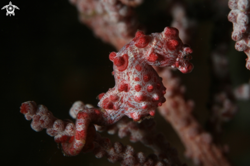 A Hippocampus bargibanti | Pygmy seahorse