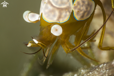 A shrimp ambon