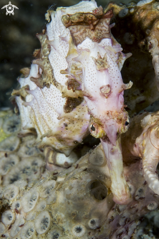 A seahorse