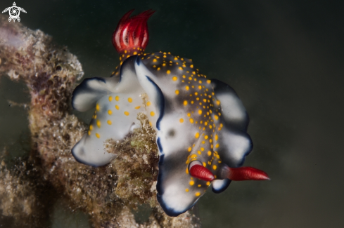 A hypselodoris infuocata | hypselodoris infuocata