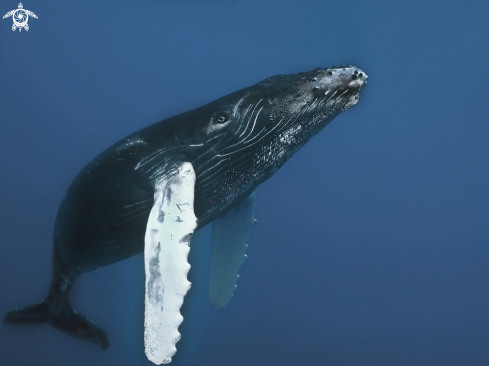 A Megaptera novaeangliae | whale