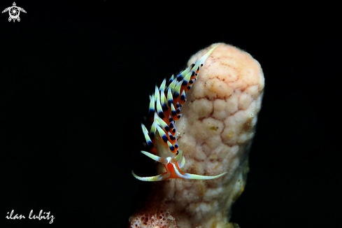 A Caloria indica | nudibranch