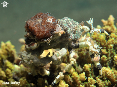 A Cyclocoeloma tuberculata | crab