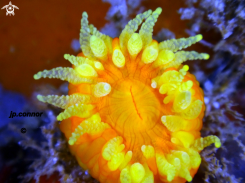 A Leptopsammia pruvoti | Corail Jaune Solitaire