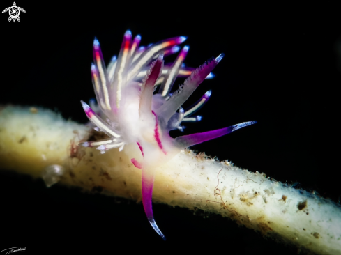 A Redline Flabellina