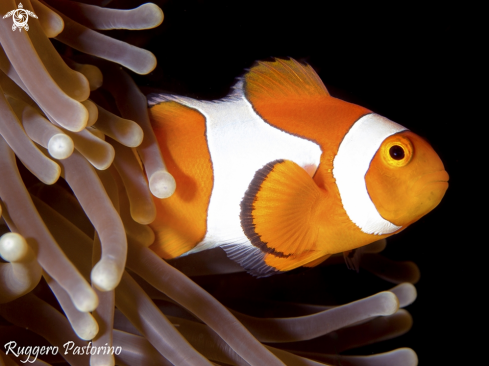 A Clownfish