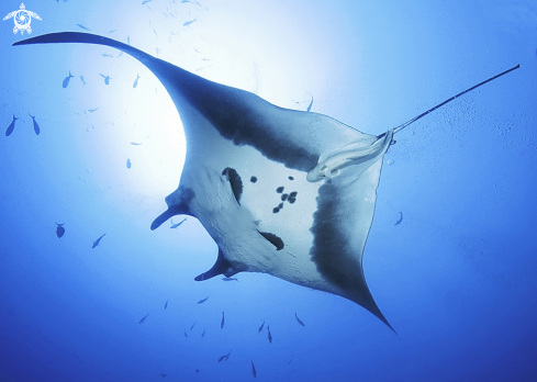 A manta