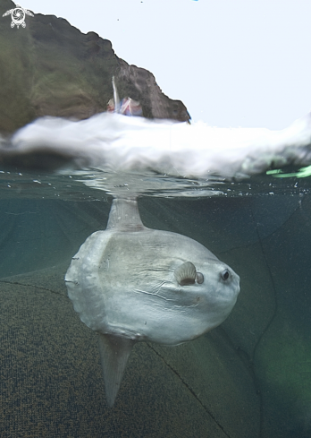 A mola mola