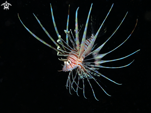 A Pterois volitans | lionfish